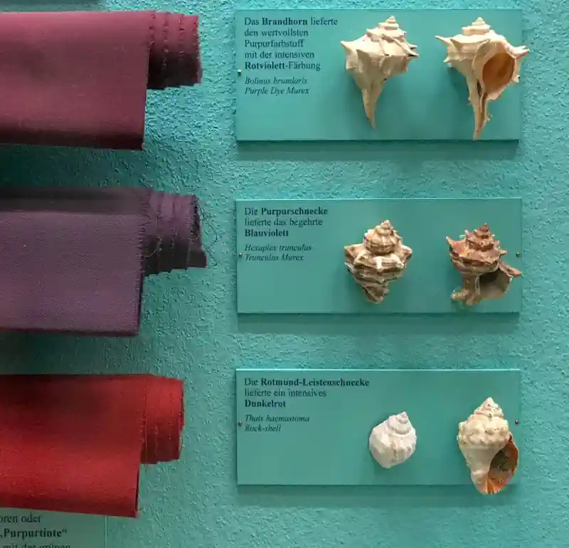 Tyrian Purple:  purple dyed fabric with their corresponding sea snail

Bolinus brandaris Hexaplex trunculus Stramonita haemastoma (Thais haemastoma)
Exhibit of the Museum of Natural History in Vienna